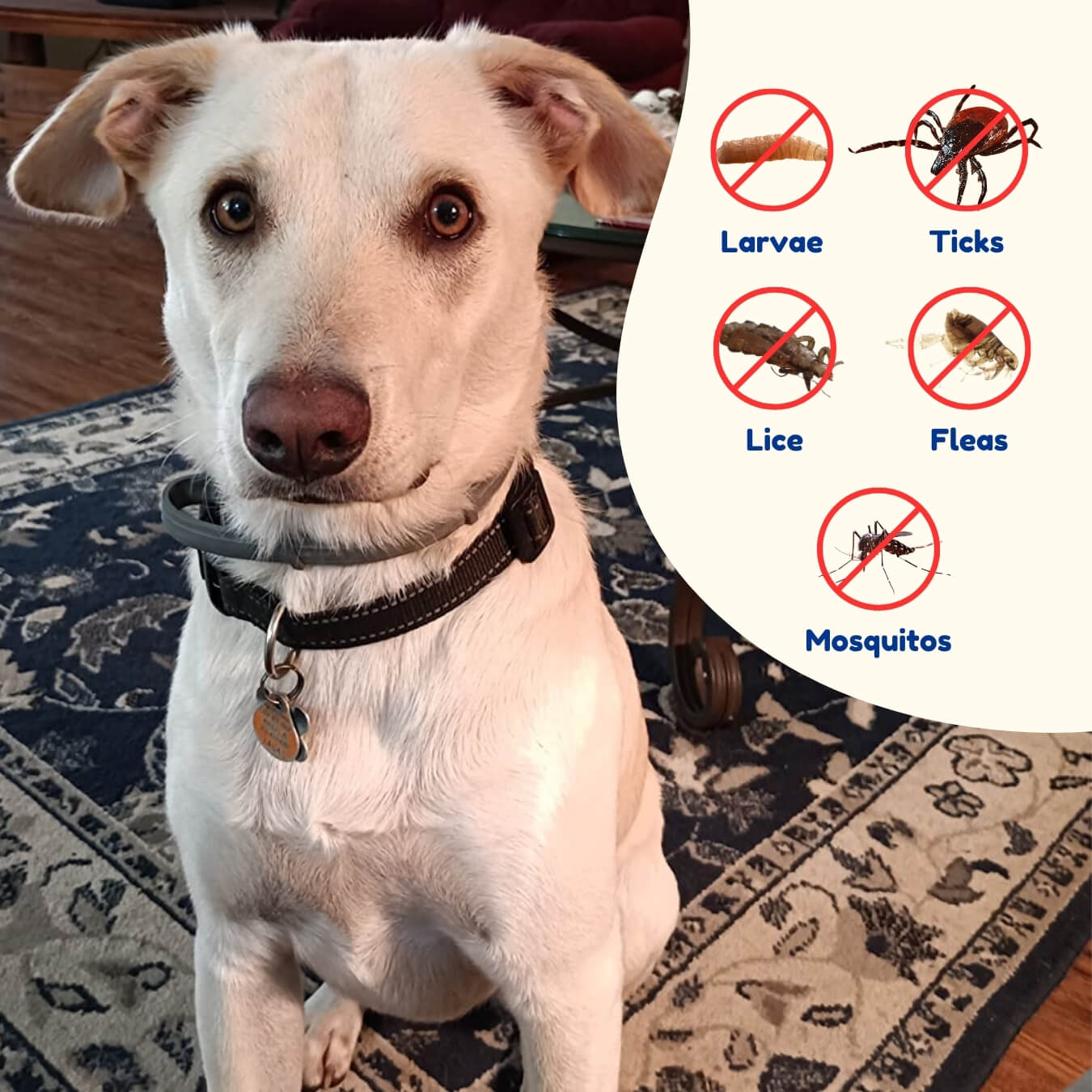 Fleexon™ – 12 Month Flea & Tick Shield